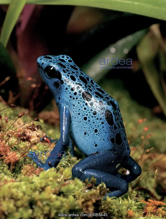 : Azure Poison Dart Frog : Azure Poison Dart Frog