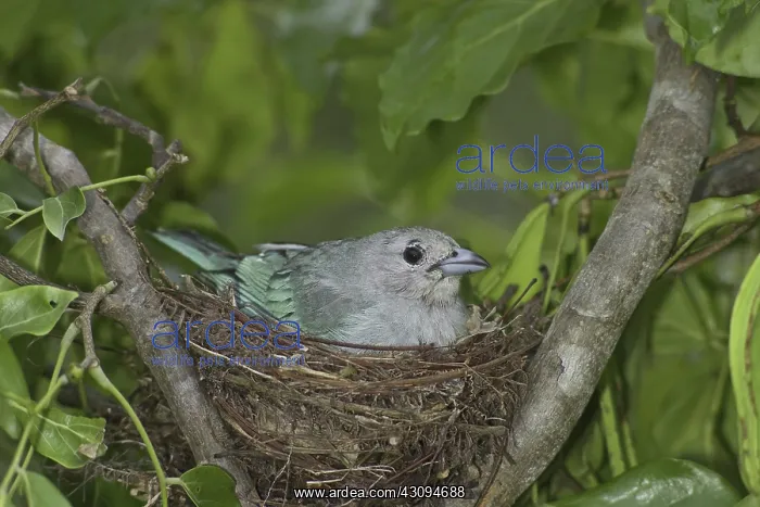 : Azure-shouldered Tanager : Azure-shouldered Tanager