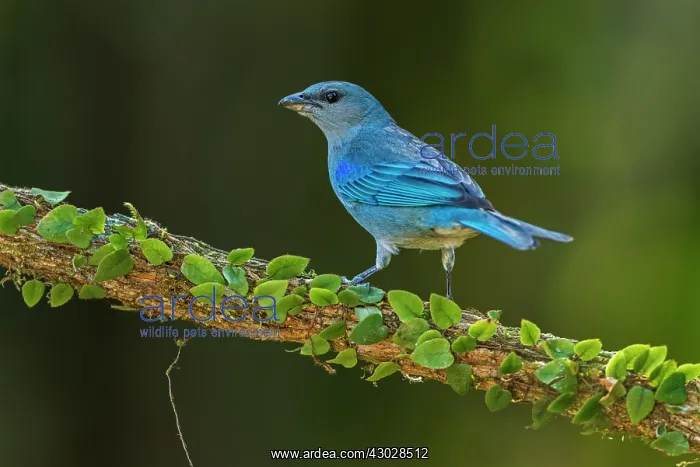 : Azure-shouldered Tanager, Atlantic Forest, Sao Paulo : Azure-shouldered Tanager, Atlantic Forest, Sao Paulo