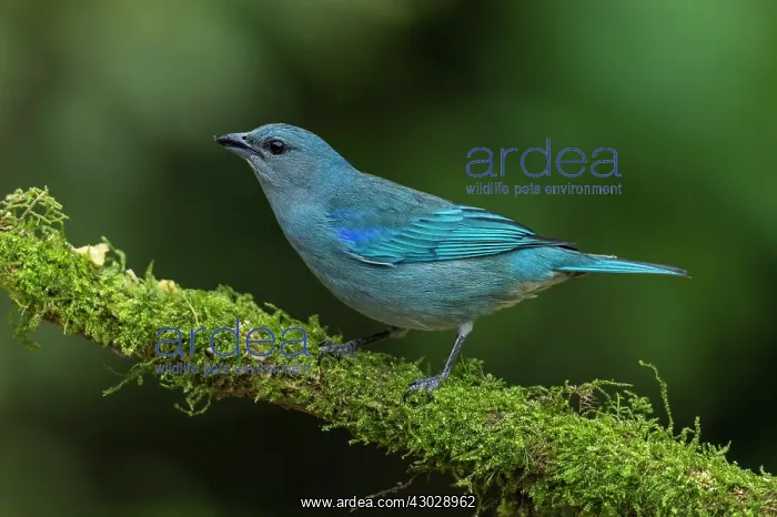 : Azure-shouldered Tanager, Atlantic Forest, Sao Paulo : Azure-shouldered Tanager, Atlantic Forest, Sao Paulo