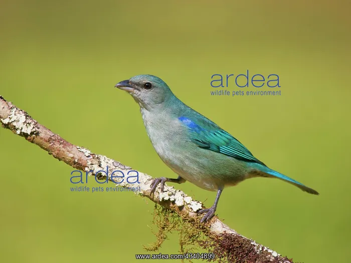 : Azure Shouldered Tanager Thraupis cyanoptera Atlantic : Azure Shouldered Tanager Thraupis cyanoptera Atlantic