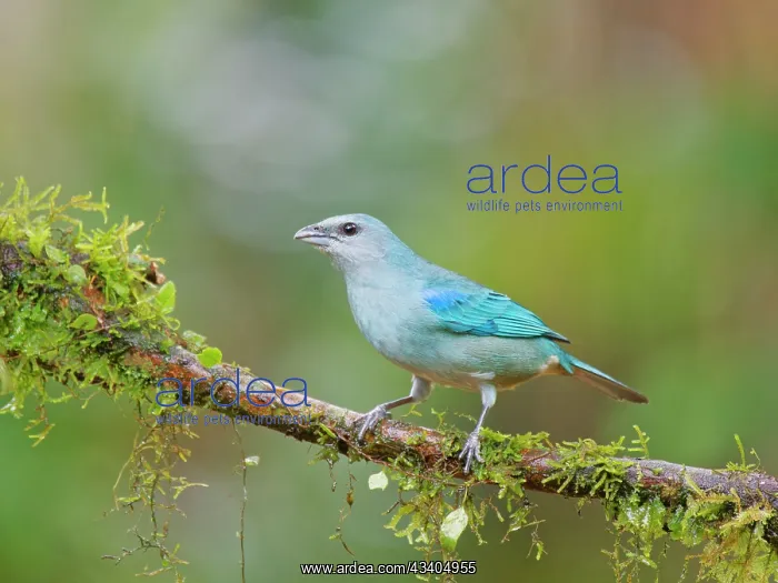 : Azure Shouldered Tanager Thraupis cyanoptera Atlantic : Azure Shouldered Tanager Thraupis cyanoptera Atlantic