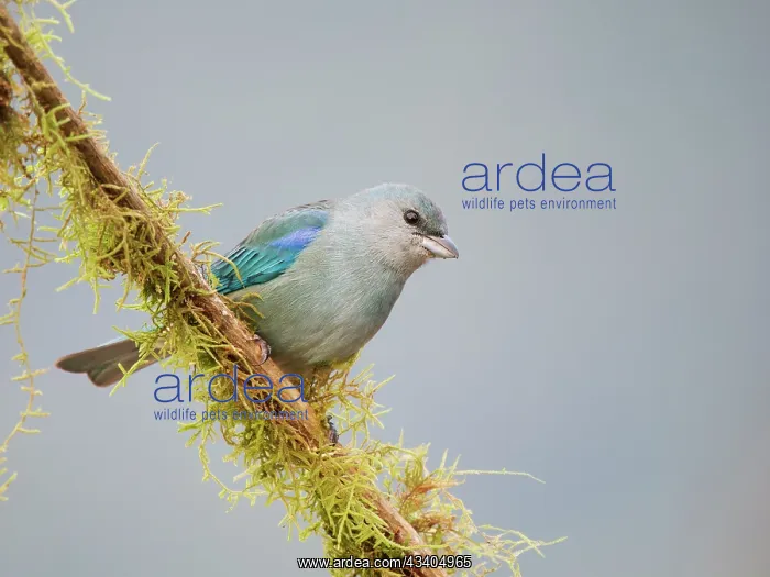 : Azure Shouldered Tanager Thraupis cyanoptera Atlantic : Azure Shouldered Tanager Thraupis cyanoptera Atlantic