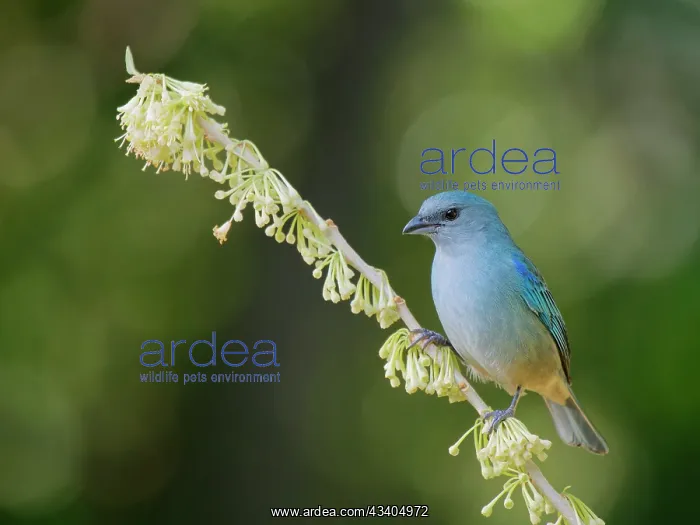 : Azure Shouldered Tanager Thraupis cyanoptera Atlantic : Azure Shouldered Tanager Thraupis cyanoptera Atlantic