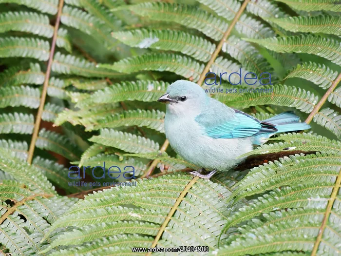 : Azure Shouldered Tanager Thraupis cyanoptera Atlantic : Azure Shouldered Tanager Thraupis cyanoptera Atlantic