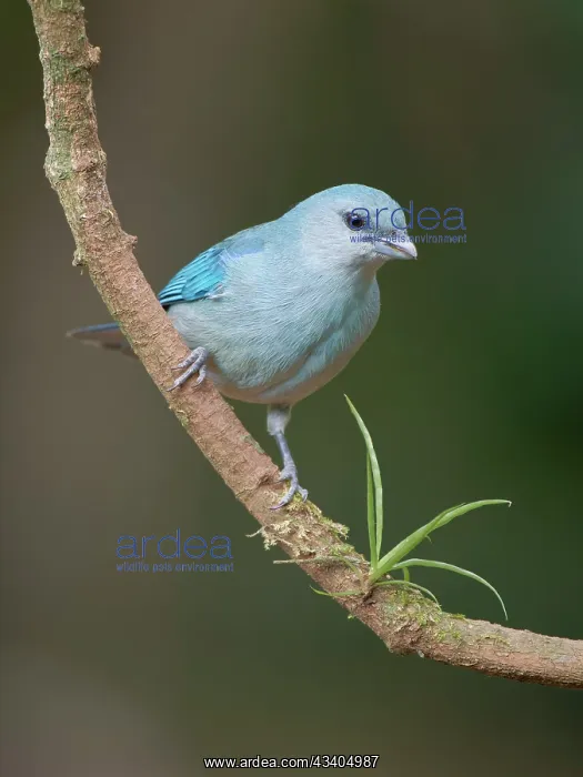 : Azure Shouldered Tanager Thraupis cyanoptera Atlantic : Azure Shouldered Tanager Thraupis cyanoptera Atlantic