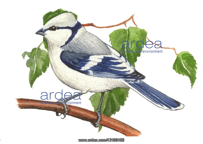 : Azure Tit (Parus cyanus) adult : Azure Tit (Parus cyanus) adult