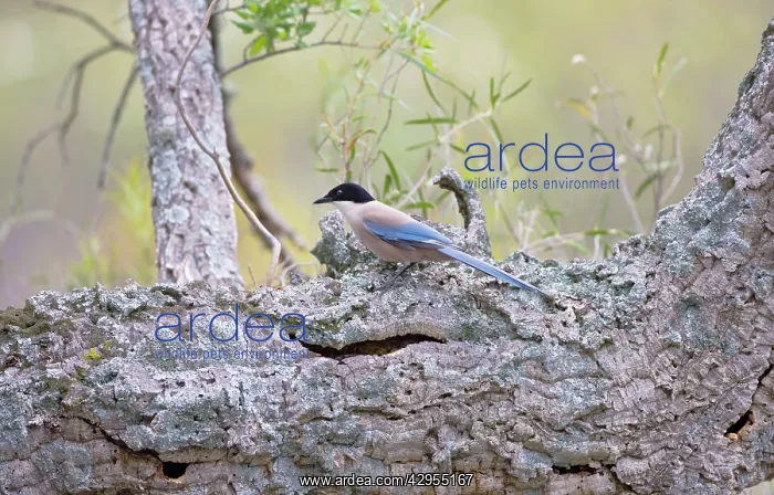 : Azure-winged Magpie : Azure-winged Magpie