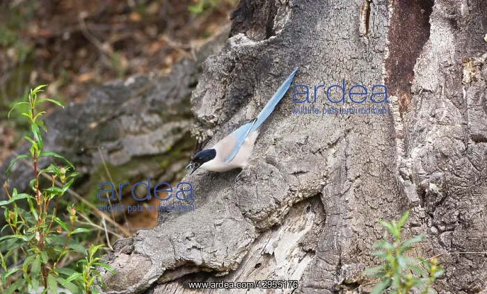 : Azure-winged Magpie : Azure-winged Magpie