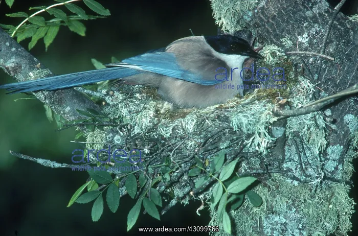 : Azure-winged Magpie : Azure-winged Magpie