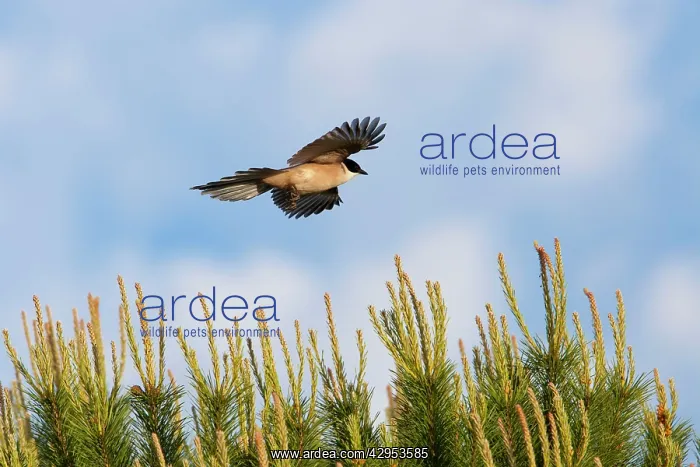 : Azure-winged Magpie - adult bird in flight : Azure-winged Magpie - adult bird in flight