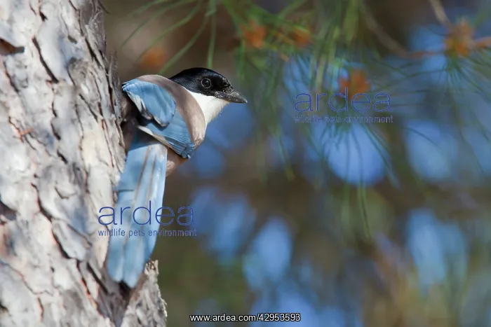 : Azure-winged magpie - adult bird perching on tree : Azure-winged magpie - adult bird perching on tree