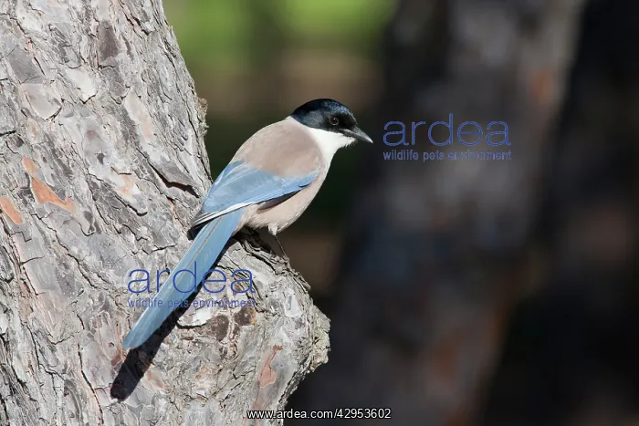 : Azure-winged Magpie - adult bird perching on tree : Azure-winged Magpie - adult bird perching on tree