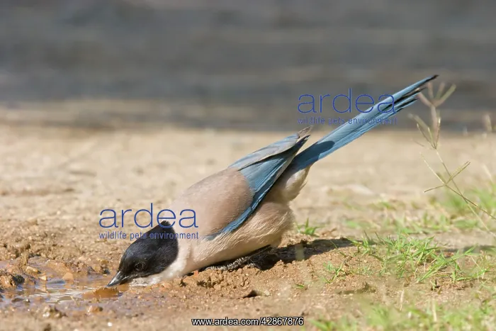 : Azure-winged Magpie - Adult drinking from puddle of water : Azure-winged Magpie - Adult drinking from puddle of water