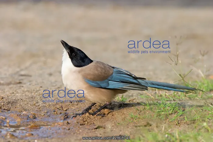: Azure-winged Magpie - Adult drinking from puddle of water : Azure-winged Magpie - Adult drinking from puddle of water