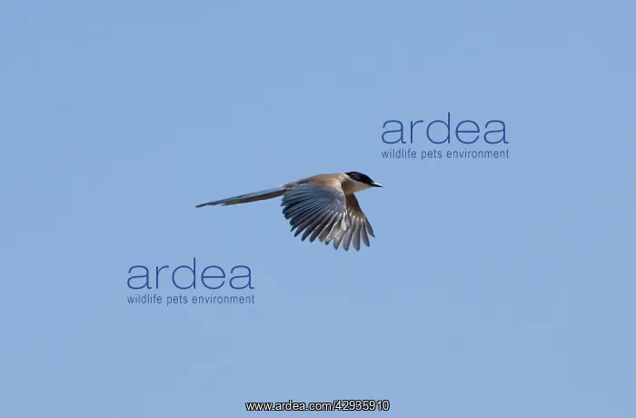 : Azure-winged Magpie - adult in flight : Azure-winged Magpie - adult in flight