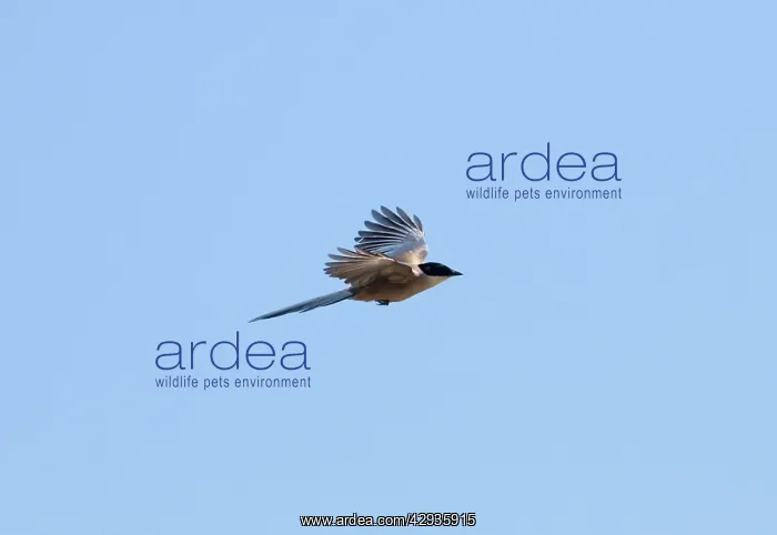 : Azure-winged Magpie - adult in flight : Azure-winged Magpie - adult in flight