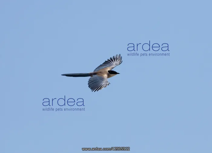 : Azure-winged Magpie - adult in flight : Azure-winged Magpie - adult in flight