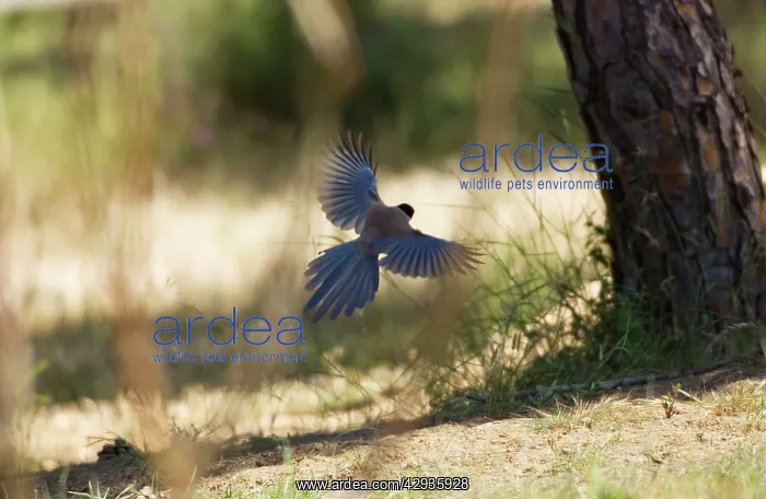 : Azure-winged Magpie - adult in flight : Azure-winged Magpie - adult in flight