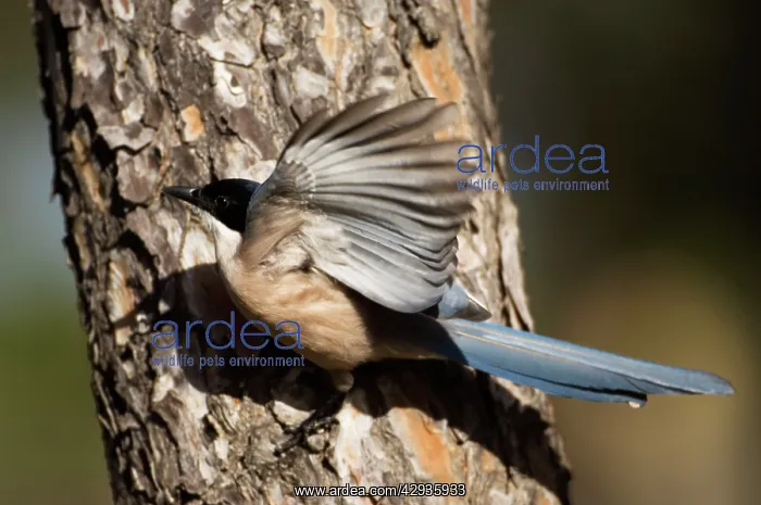 : Azure-winged Magpie - adult on pine tree : Azure-winged Magpie - adult on pine tree