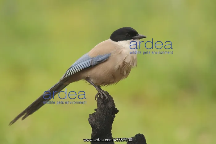 : Azure-winged magpie (Cyanopica cyana), Berzogana : Azure-winged magpie (Cyanopica cyana), Berzogana