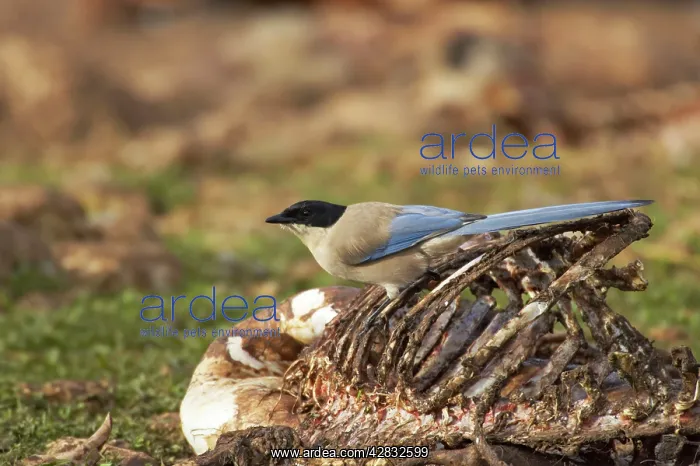 : Azure-Winged Magpie - feeding on dead sheep : Azure-Winged Magpie - feeding on dead sheep