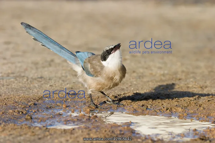 : Azure-winged Magpie - Juvenile drinking from puddle of water : Azure-winged Magpie - Juvenile drinking from puddle of water