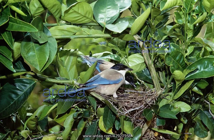 : Azure-winged MAGPIES - pair at nest : Azure-winged MAGPIES - pair at nest