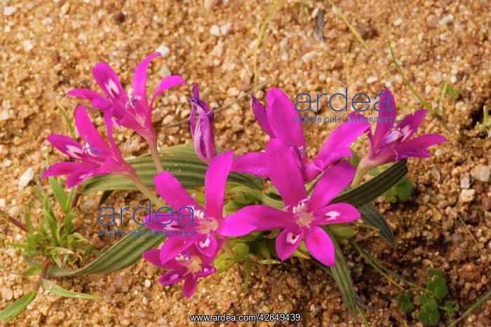 : Babiana curviscapa, in its pink-Cerise form. Iris-relative : Babiana curviscapa, in its pink-Cerise form. Iris-relative