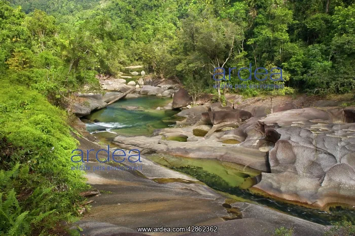 : Babinda creek - this river flows picturescquely : Babinda creek - this river flows picturescquely
