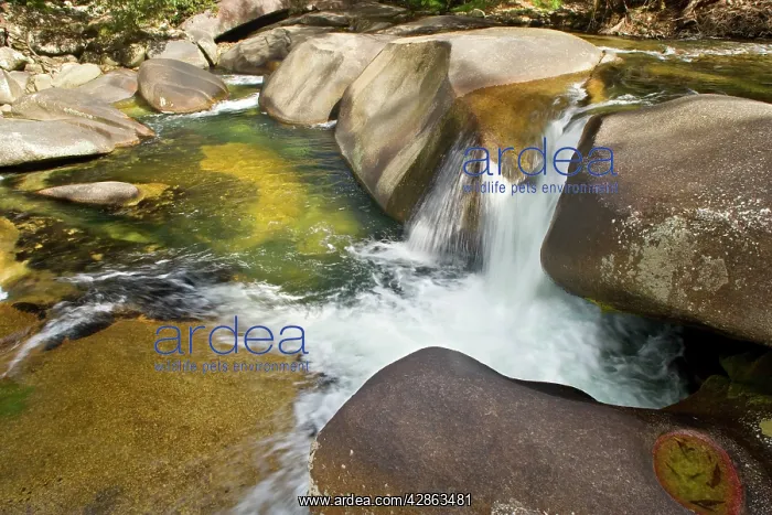 : Babinda creek - this river flows picturescquely : Babinda creek - this river flows picturescquely