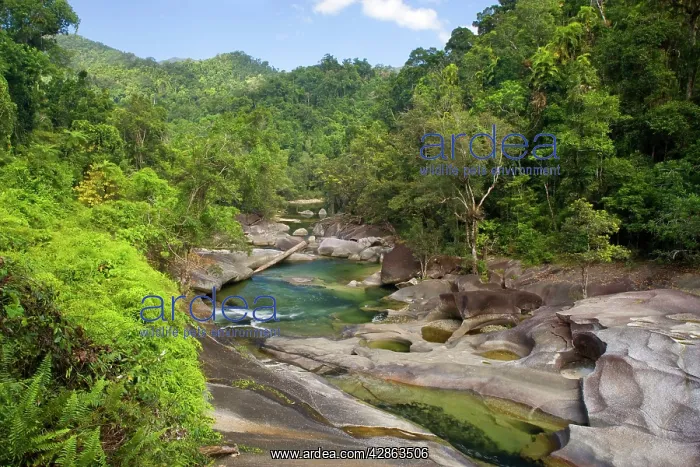 : Babinda creek - this river flows picturescquely : Babinda creek - this river flows picturescquely