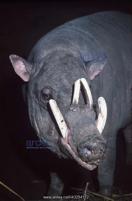 : BABIRUSA - close-up of head, showing tusks : BABIRUSA - close-up of head, showing tusks