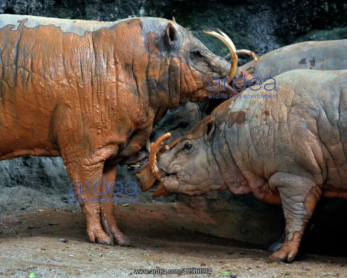 : Babirusa - male and female having a mudbath : Babirusa - male and female having a mudbath