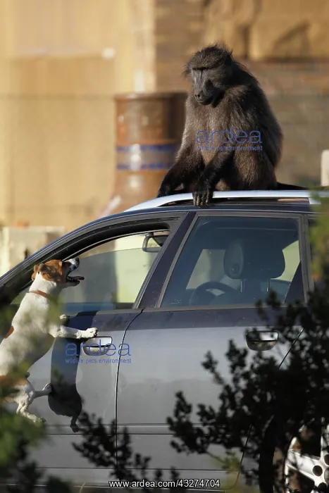 : Baboon on a car harassed by a Dog - South Africa : Baboon on a car harassed by a Dog - South Africa