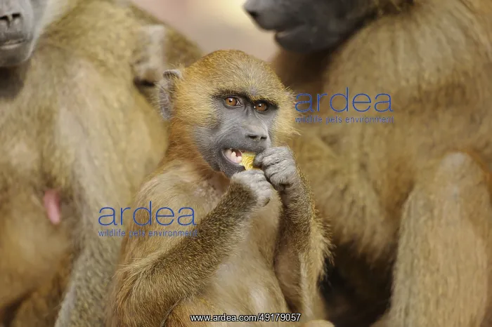 : A baboon in a group, eating something : A baboon in a group, eating something