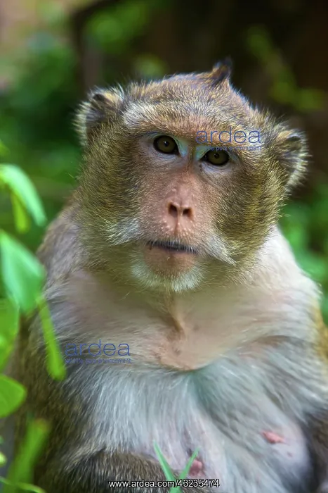 : Baboon portrait, Phnom Penh. Cambodia : Baboon portrait, Phnom Penh. Cambodia