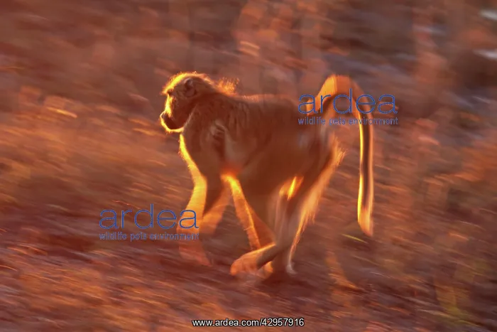 : Baboon running : Baboon running