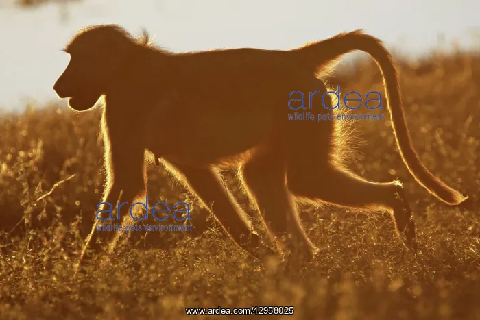 : Baboon running : Baboon running