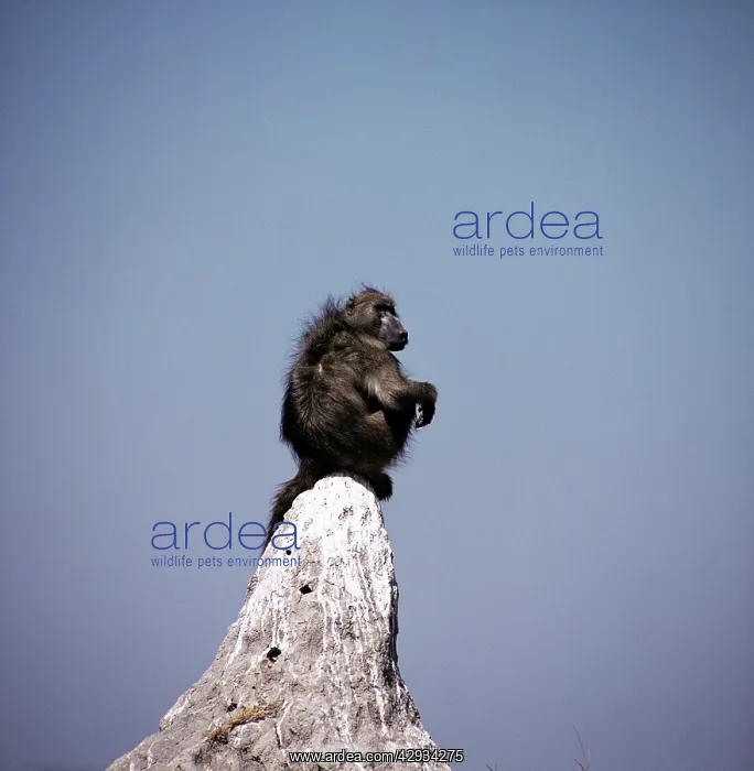 : Baboon - sentry lookout : Baboon - sentry lookout