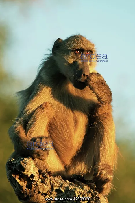 : Baboon sitting : Baboon sitting