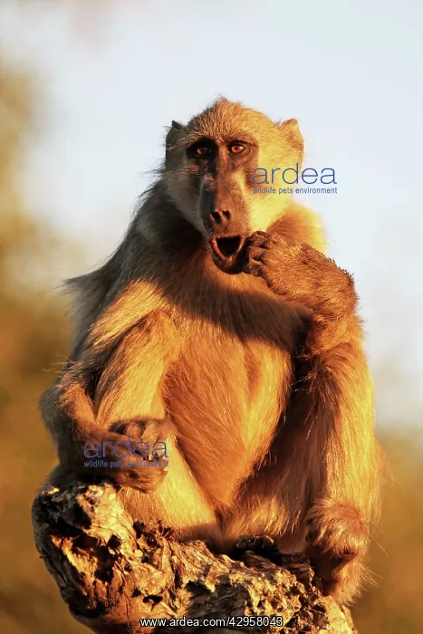 : Baboon sitting : Baboon sitting