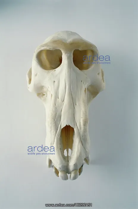 : Baboon skull : Baboon skull