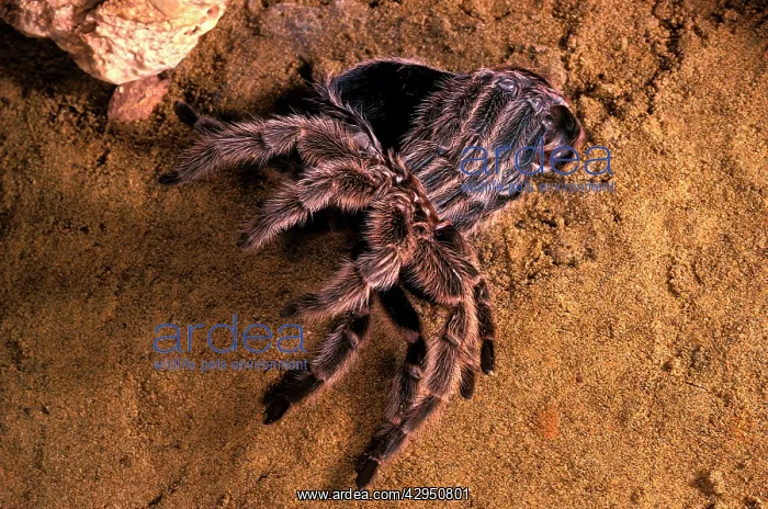 : Baboon Spider / Tarantula / Bird-eating Spider - moulting : Baboon Spider / Tarantula / Bird-eating Spider - moulting