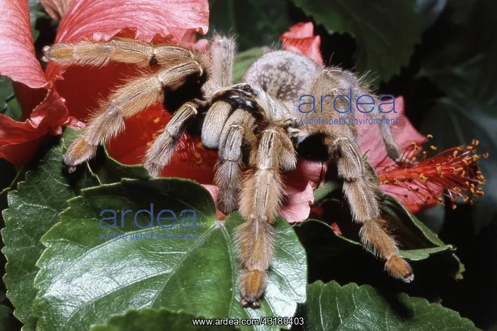 : Baboon Tarantula : Baboon Tarantula