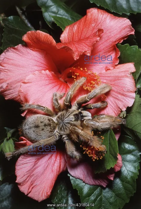 : Baboon Tarantula : Baboon Tarantula