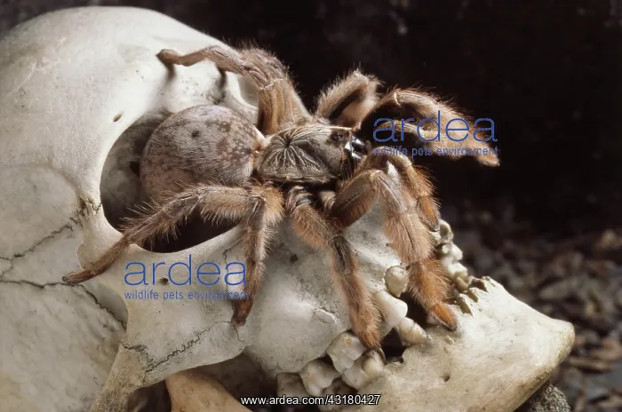 : Baboon Tarantula : Baboon Tarantula