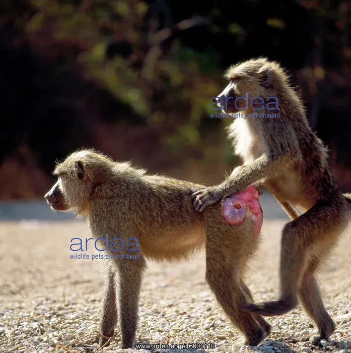 : Baboon. young male mounting an oestrus female : Baboon. young male mounting an oestrus female