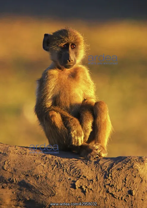 : Baboon - young sitting : Baboon - young sitting