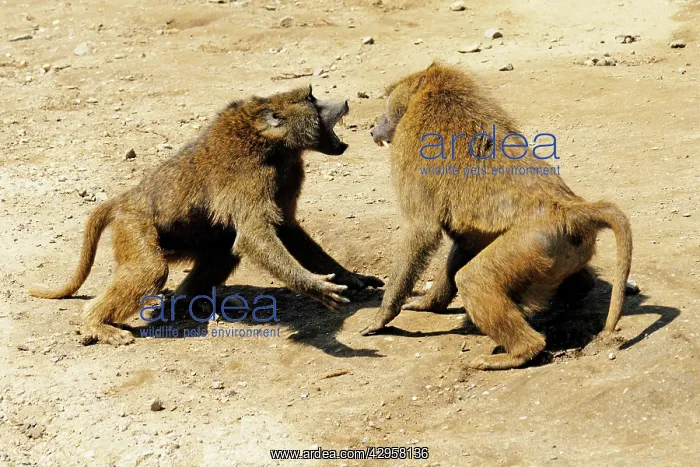 : Baboons fighting : Baboons fighting